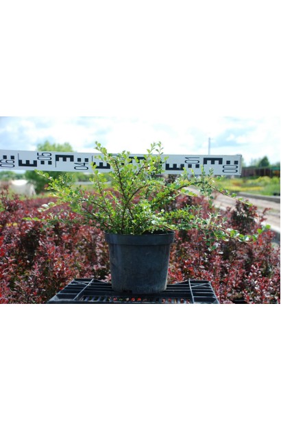 Кизильник горизонтальний - 3л/вис.25-35см/Ø30-40см